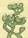 "Mandelkaktus", 17 x 12 cm, Aquarell auf Papier, 2012